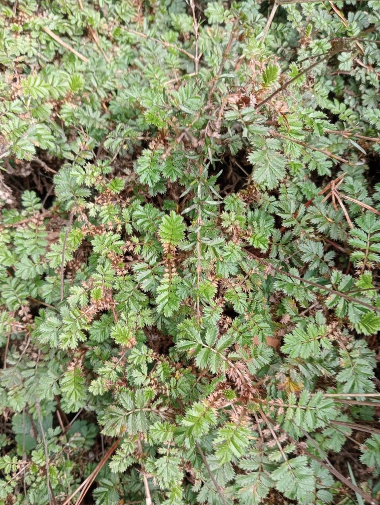 Bronze Pirri-pirri-bur