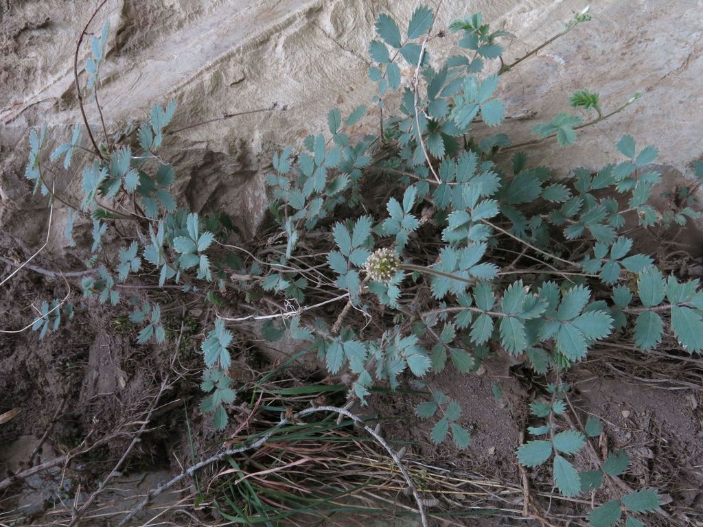 Glaucous Pirri-pirri-bur