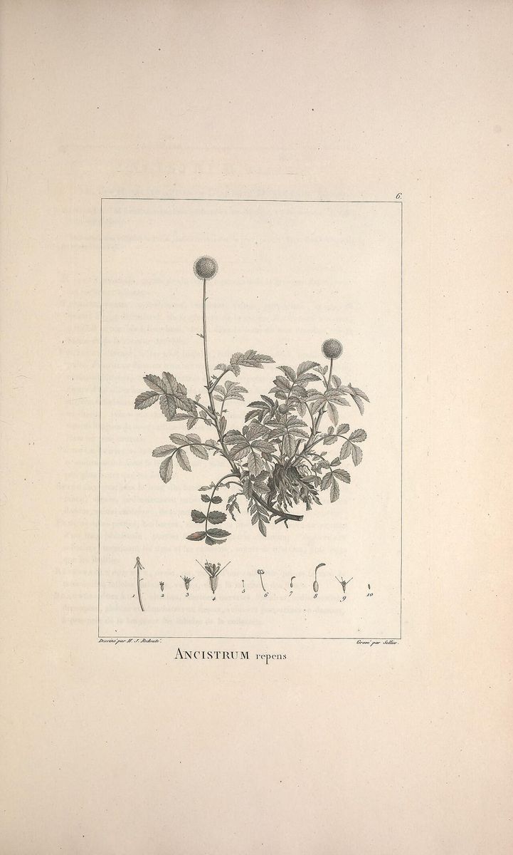 Two-spined Acaena