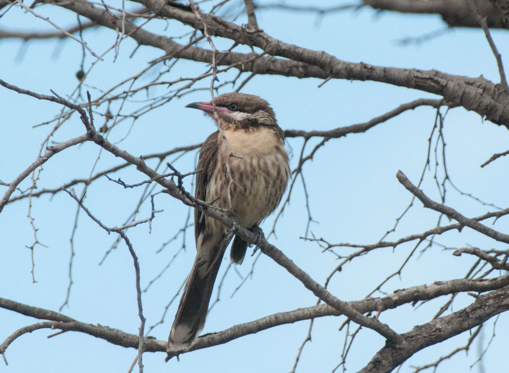 Spiny-cheeked Honeyeater