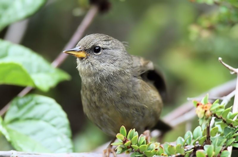 Peg-billed Finch