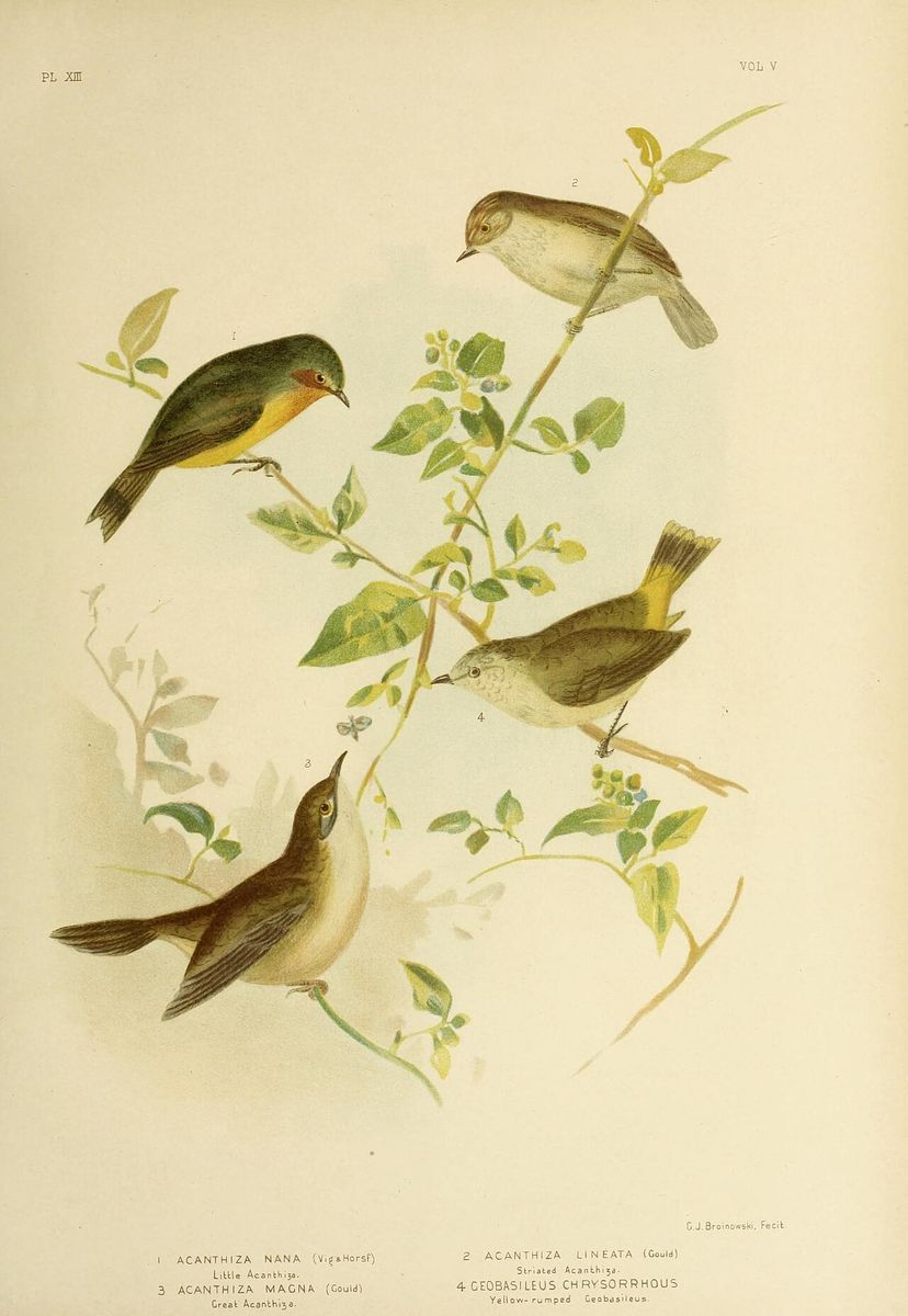 Yellow-rumped Thornbill