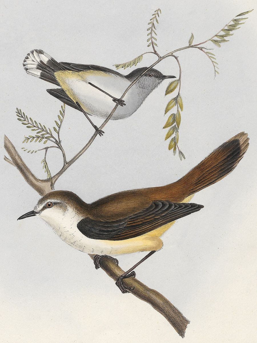 Gray Thornbill