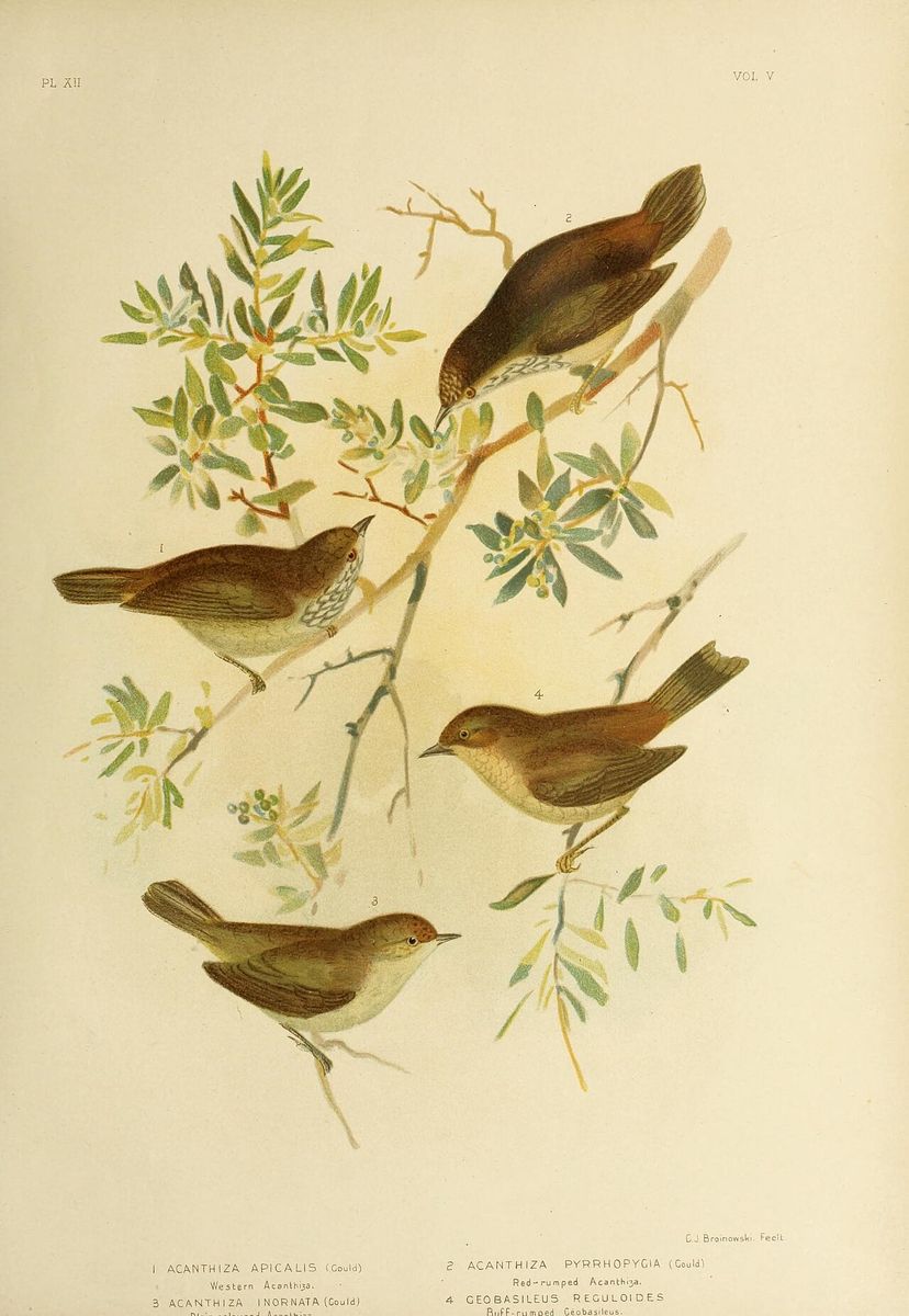 Buff-rumped Thornbill