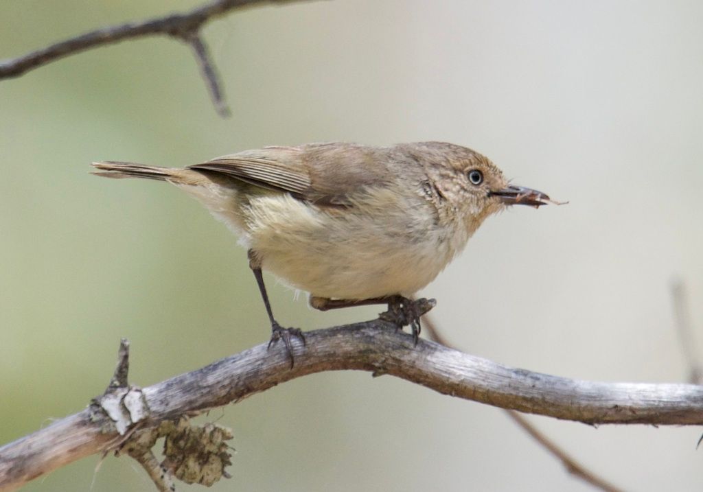 Western Thornbill
