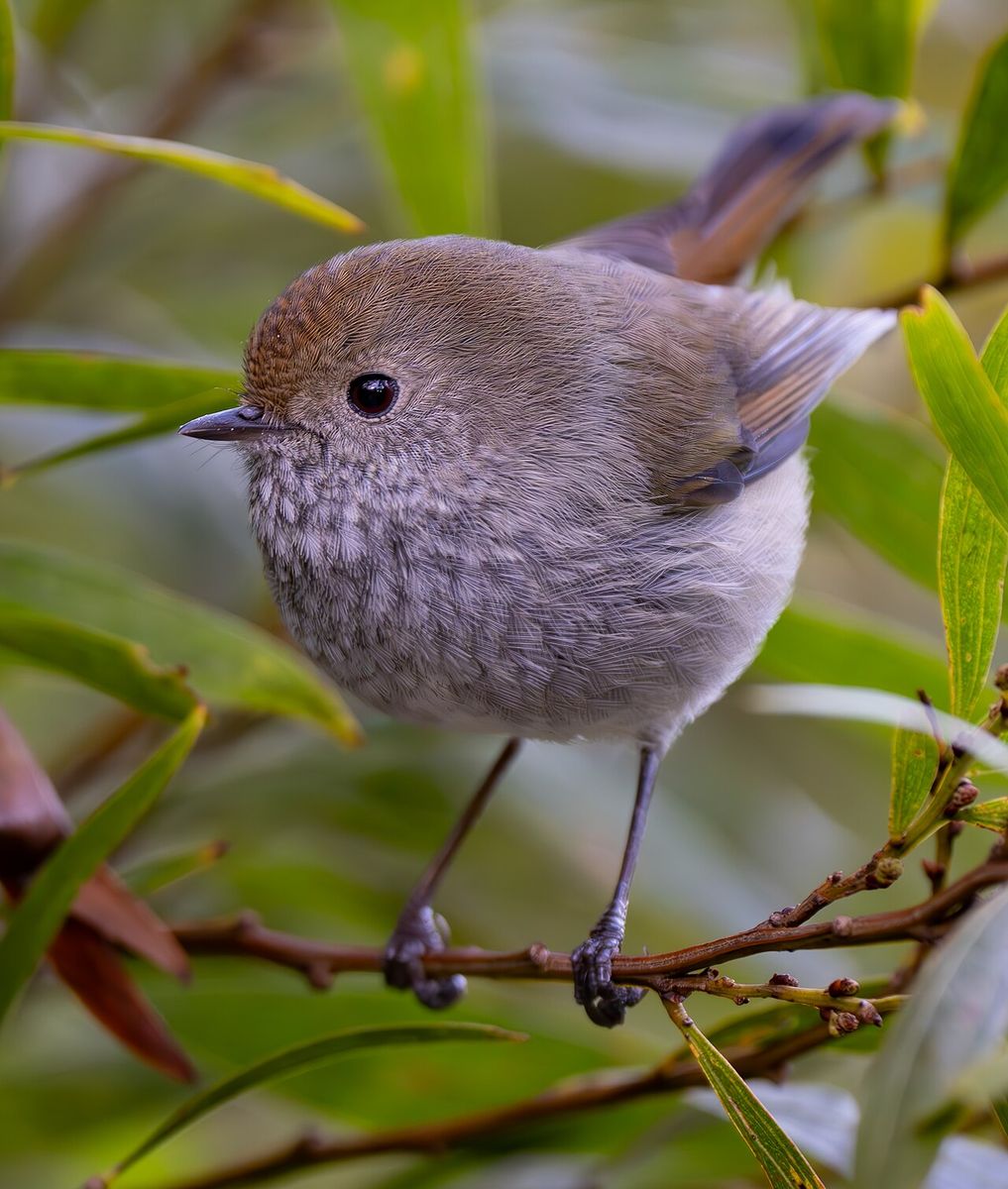 Tasmanian Thornbill