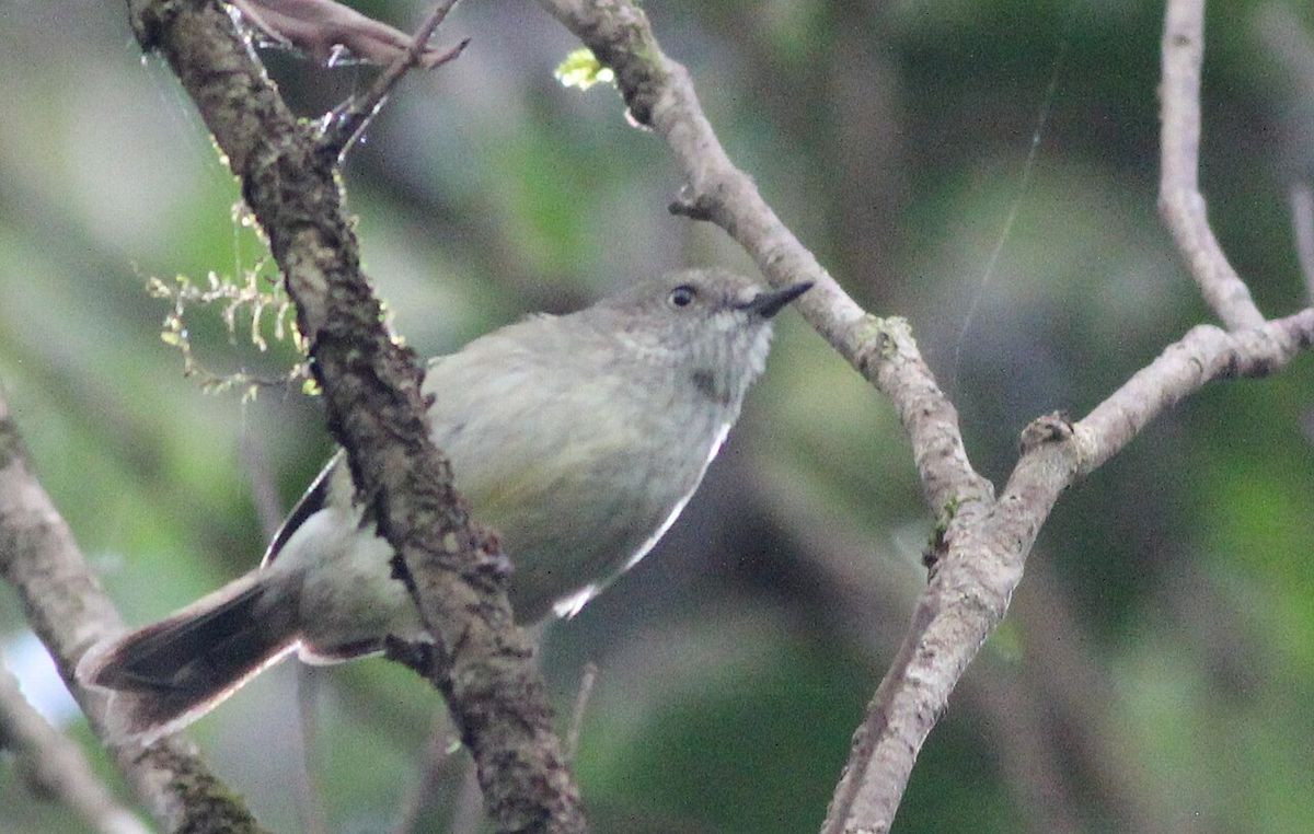 Mountain Thornbill