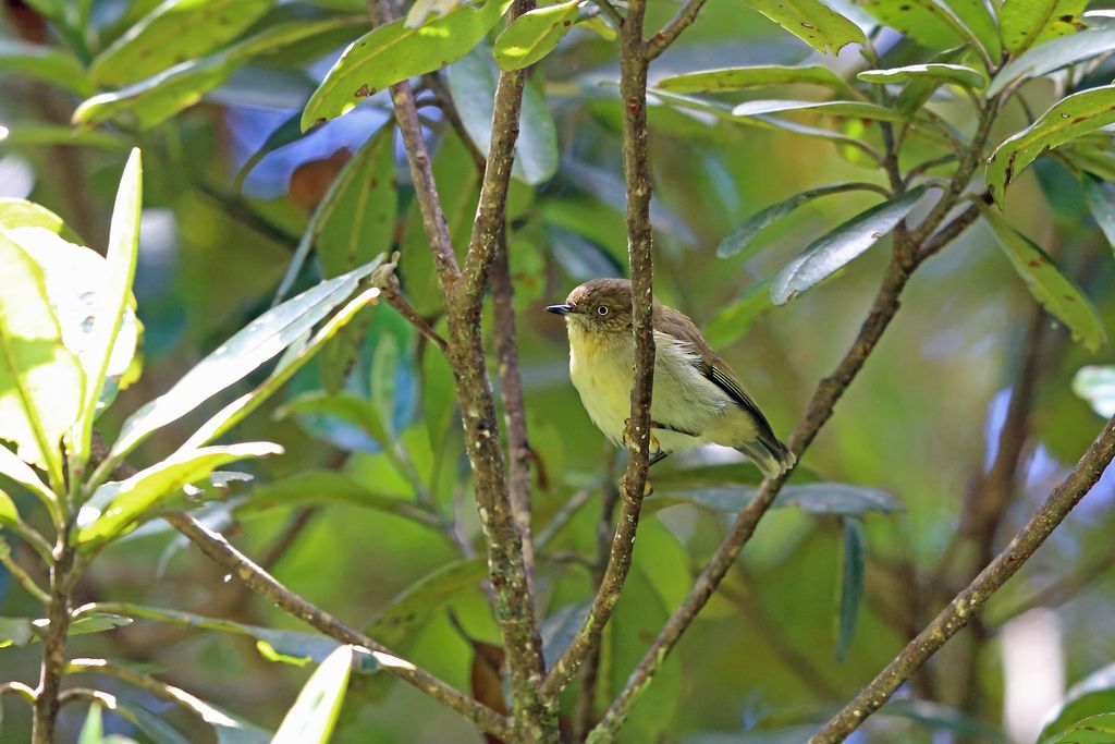 Papuan Thornbill