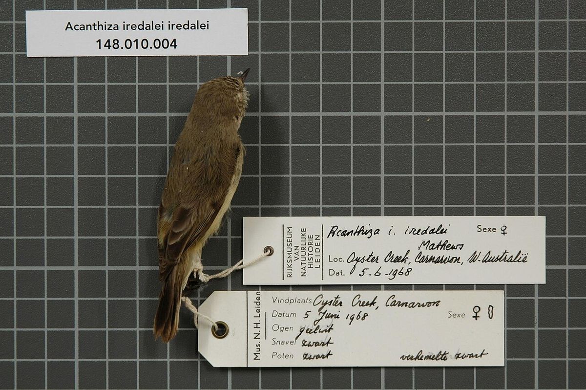 Slender-billed Thornbill