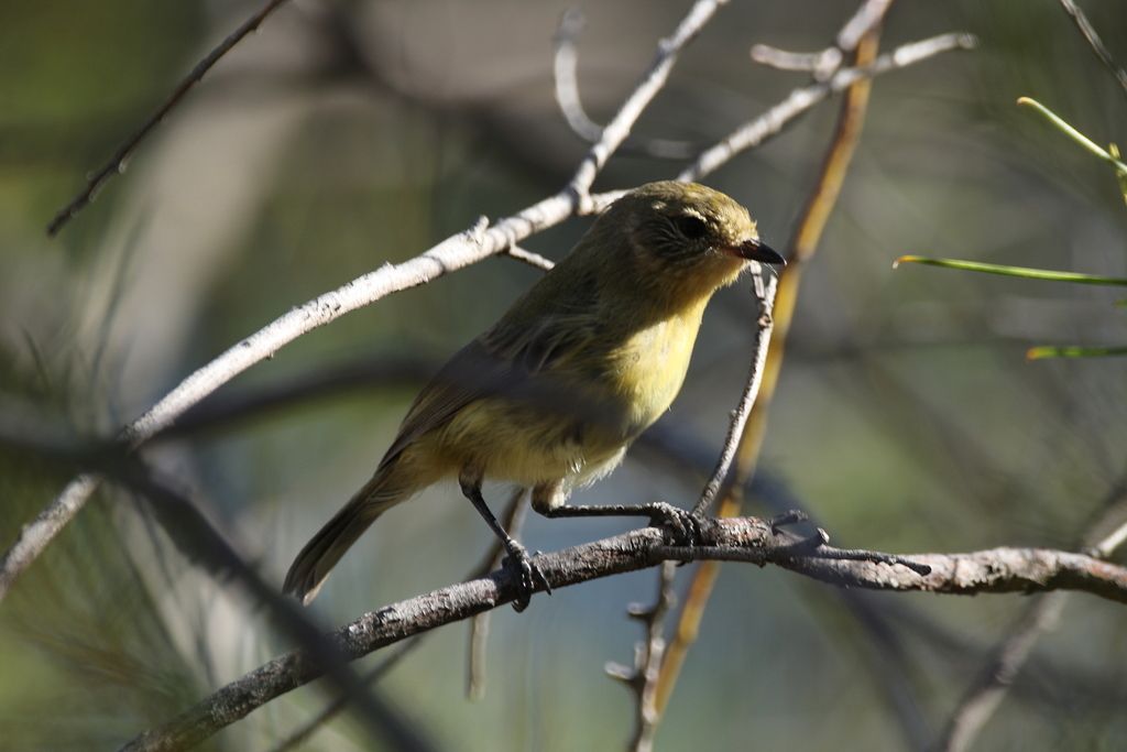 Yellow Thornbill
