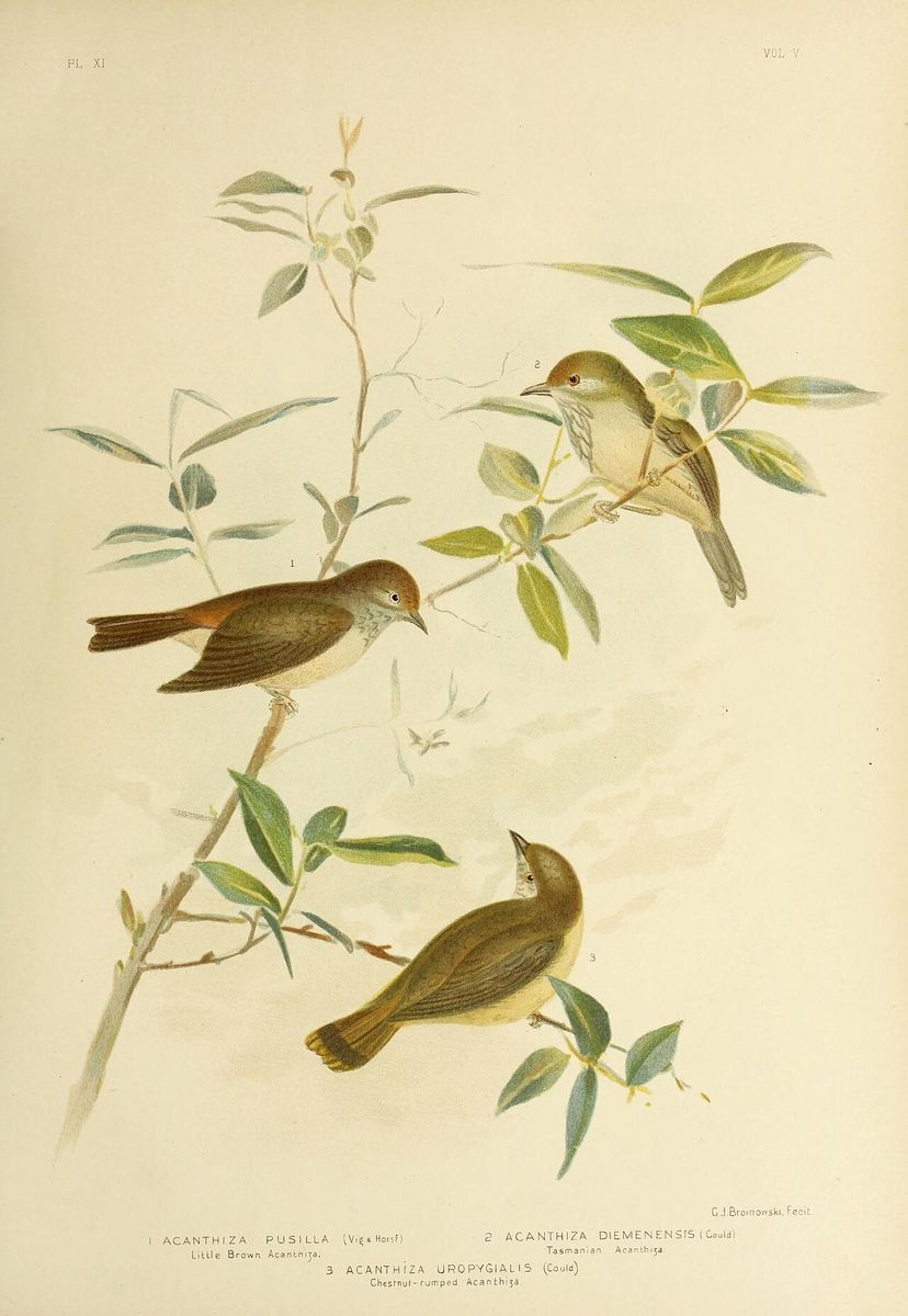 Brown Thornbill