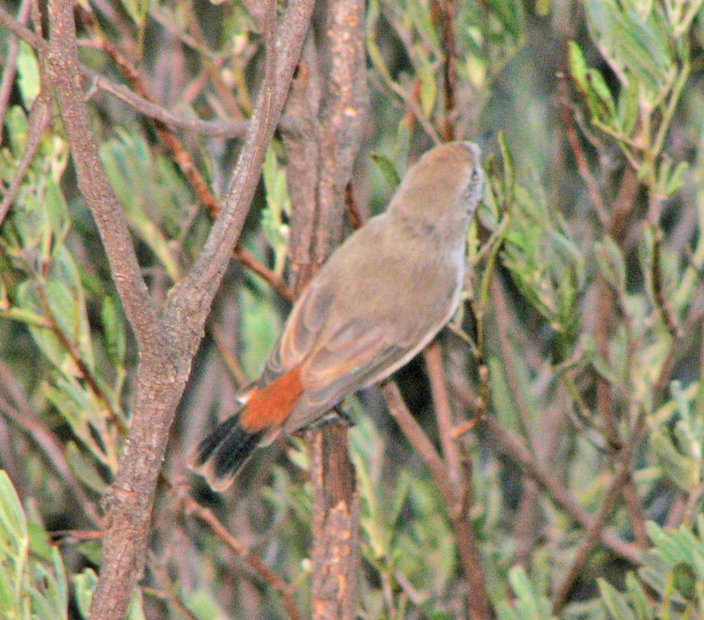Chestnut-rumped Thornbill
