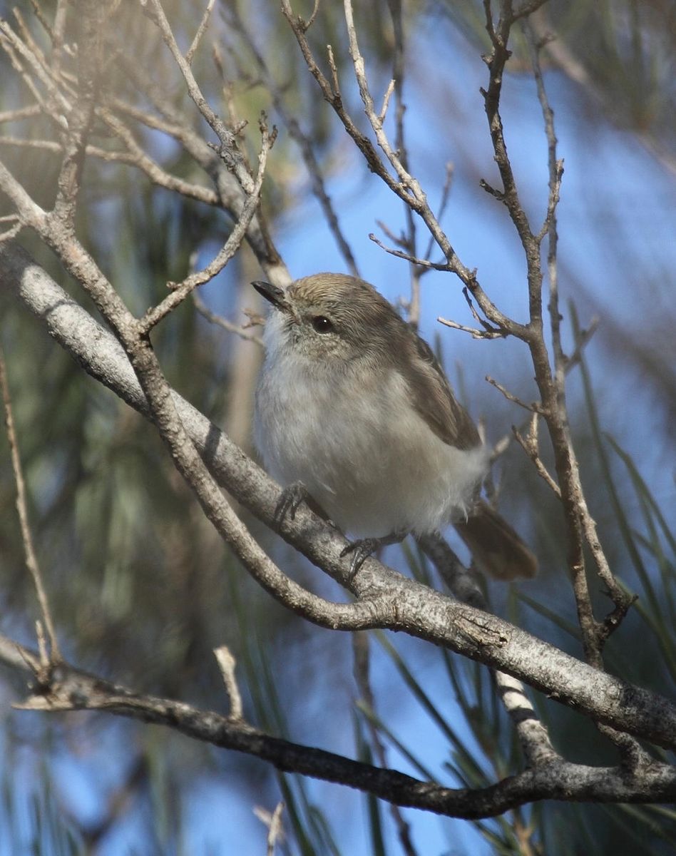 Slaty-backed Thornbill