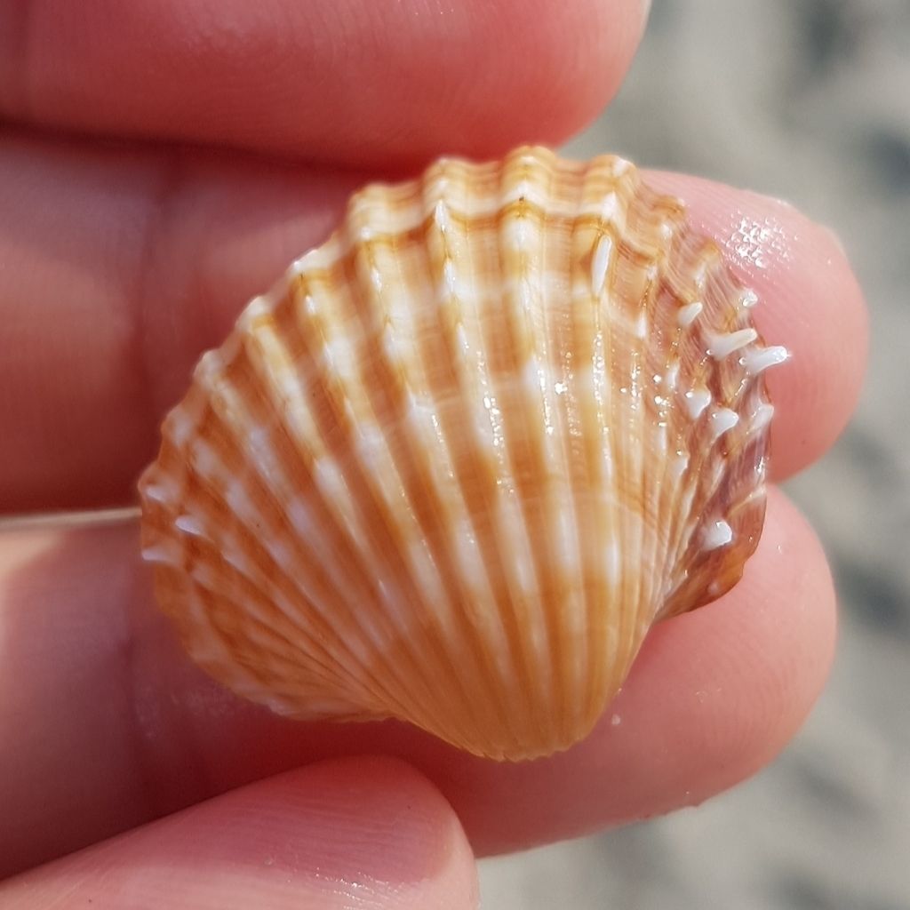 Spiny cockle