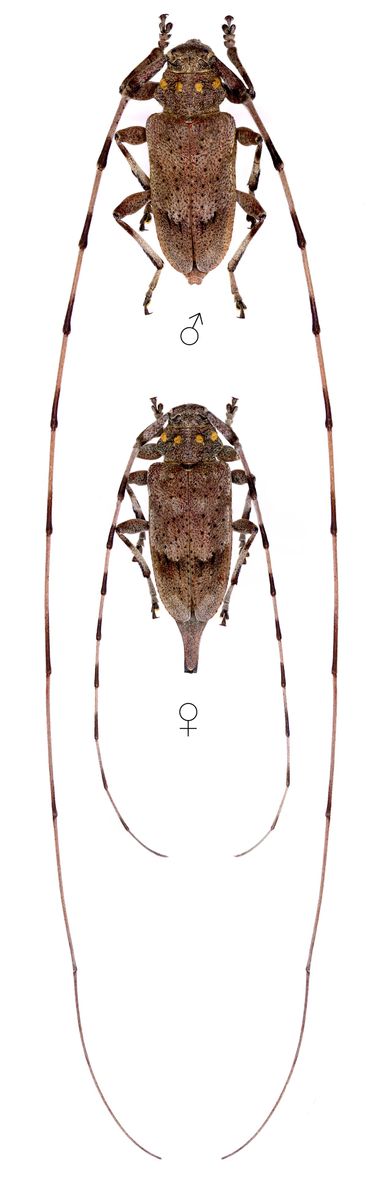 Timberman Beetle