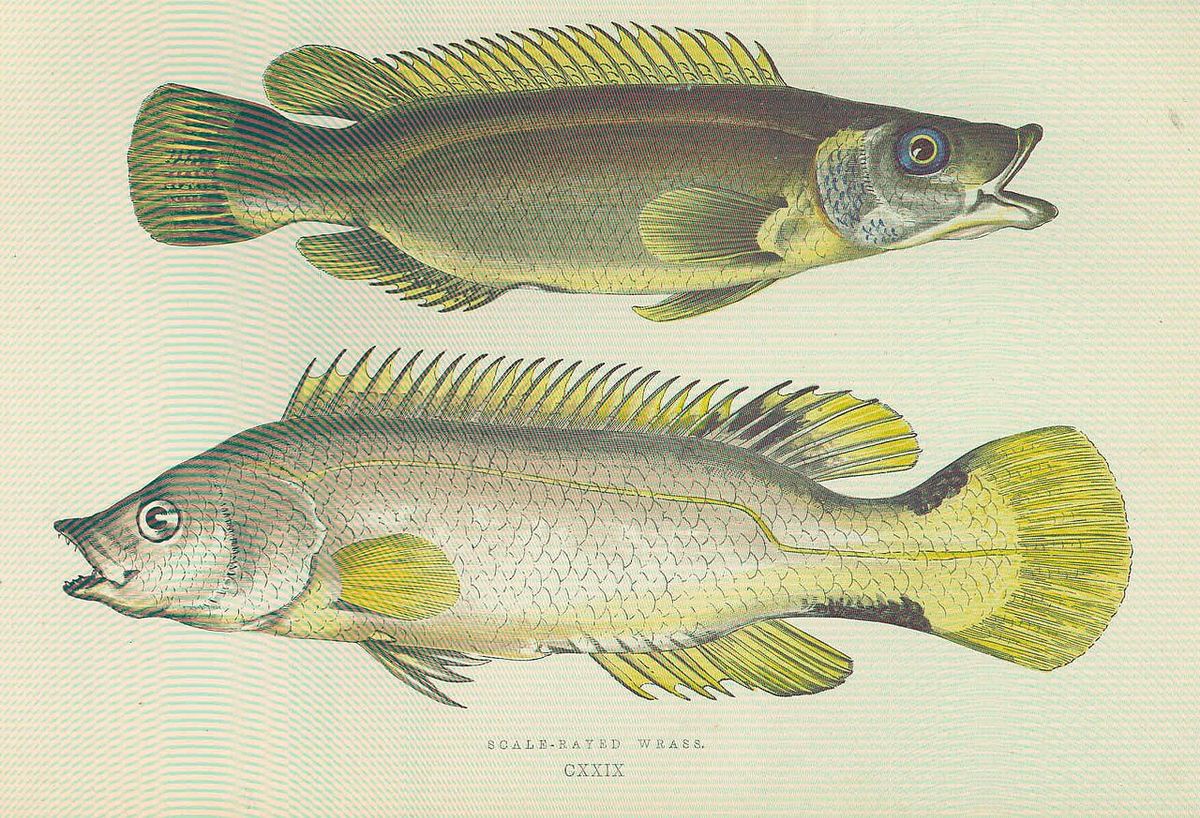 Scale-rayed Wrasse