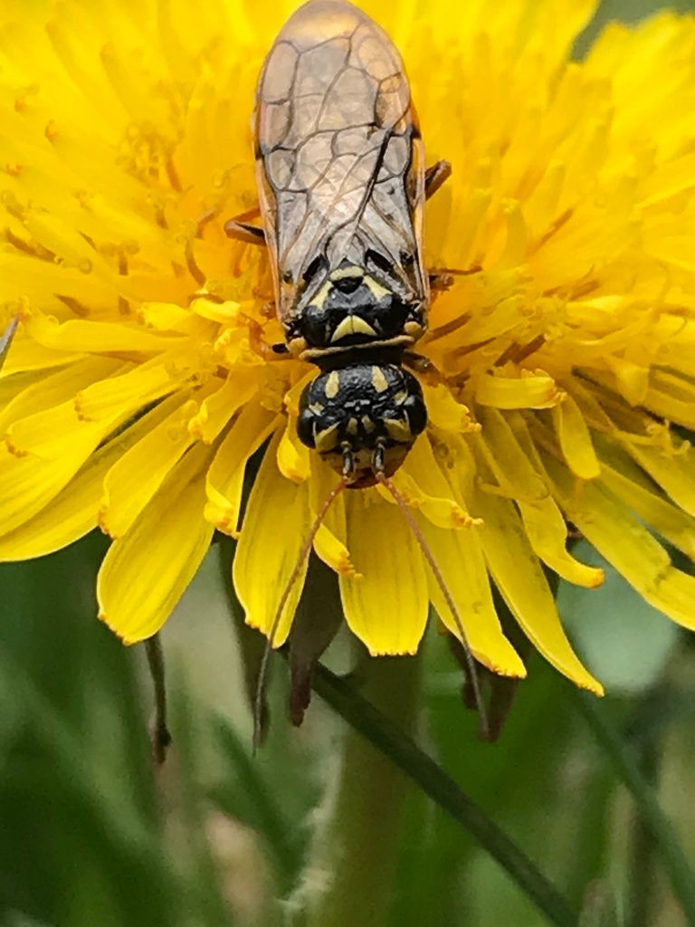 Keeled Pine Spinner