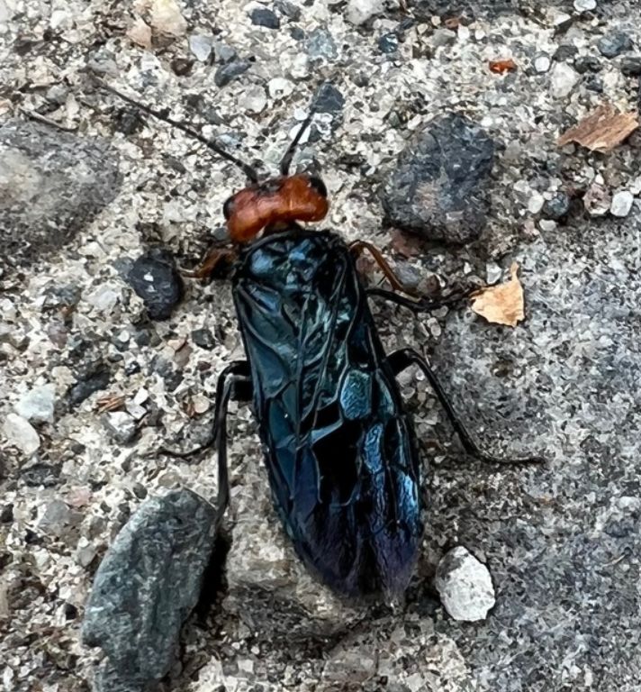 Red-headed Pine Spinner