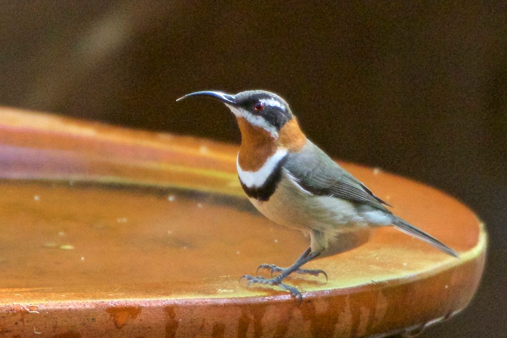Western Spinebill