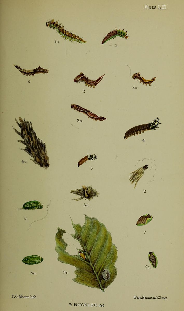 Lesser Heath Bagworm