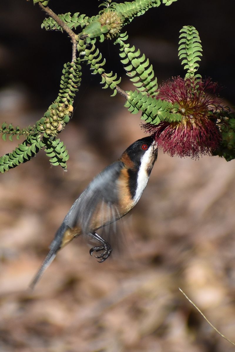 Eastern Spinebill