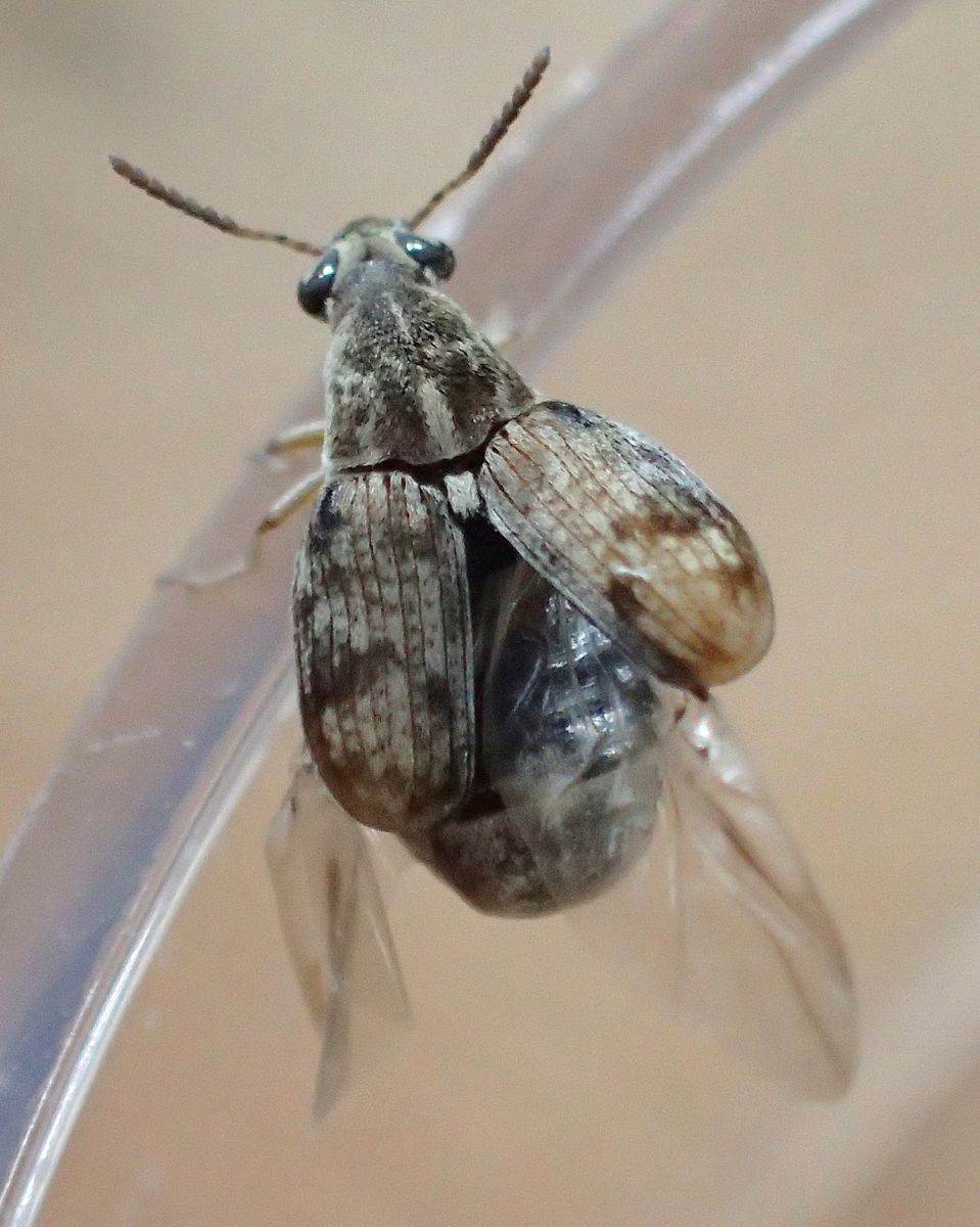 Dried Bean Beetle