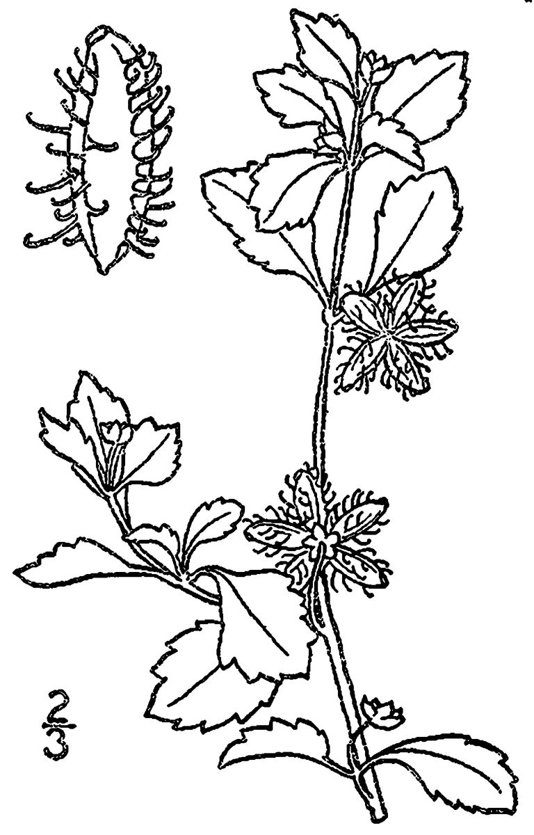 Spiny-bur