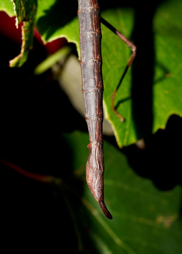 Unarmed Stick-insect