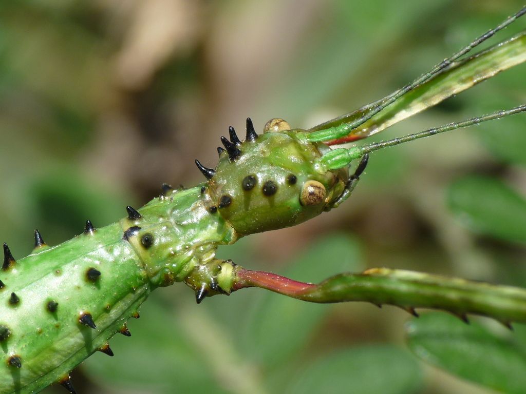 Prickly Stick-insect