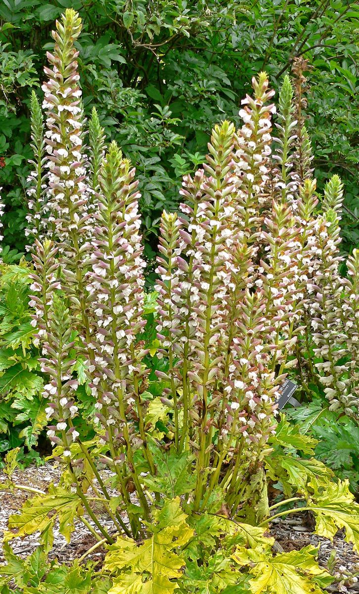 Spiny Bear's-breech