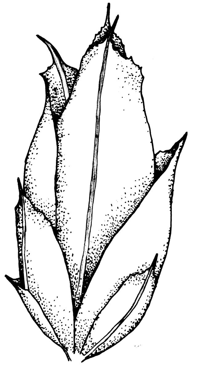 Rounded Pygmy-moss