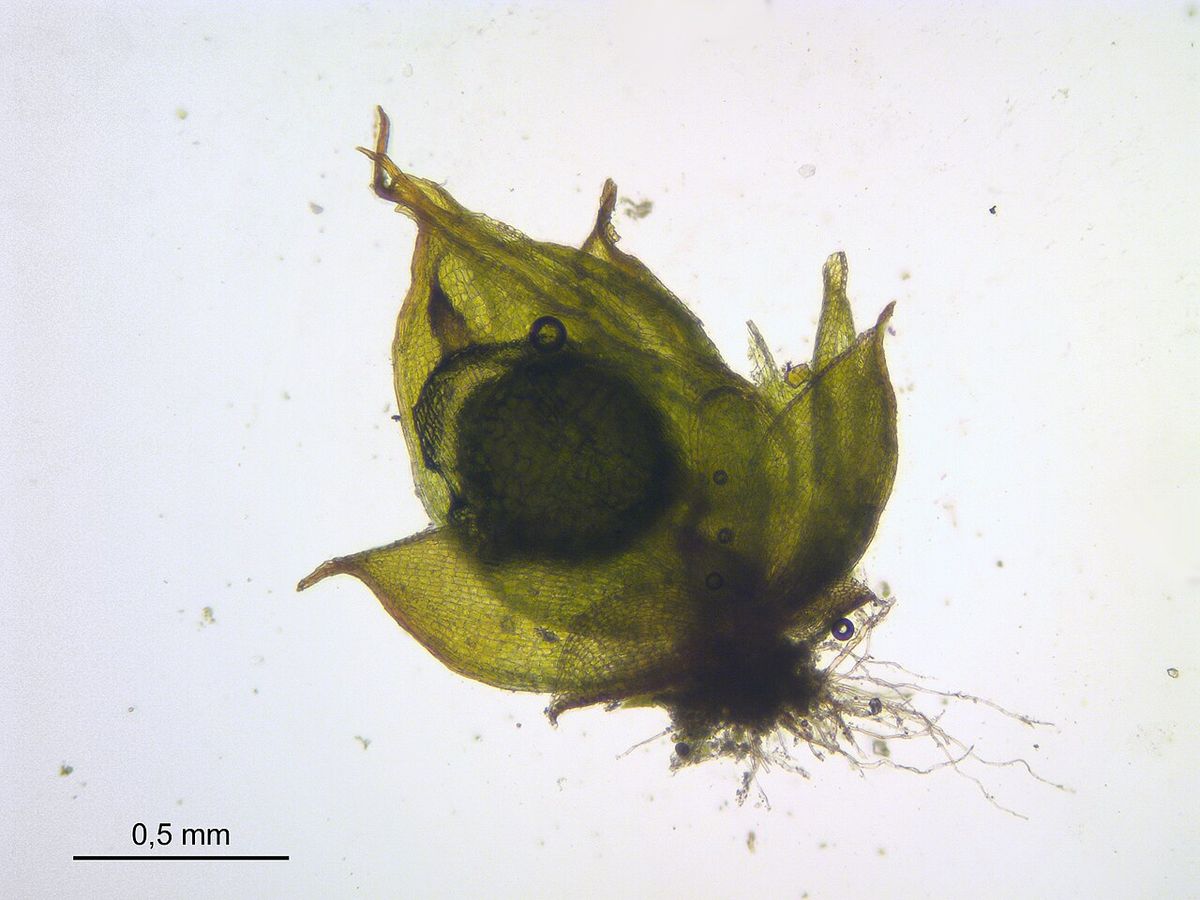 Triangular Pygmy-moss