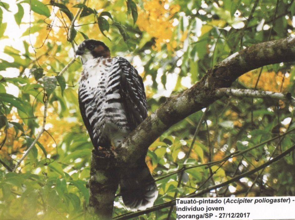 Gray-bellied Hawk