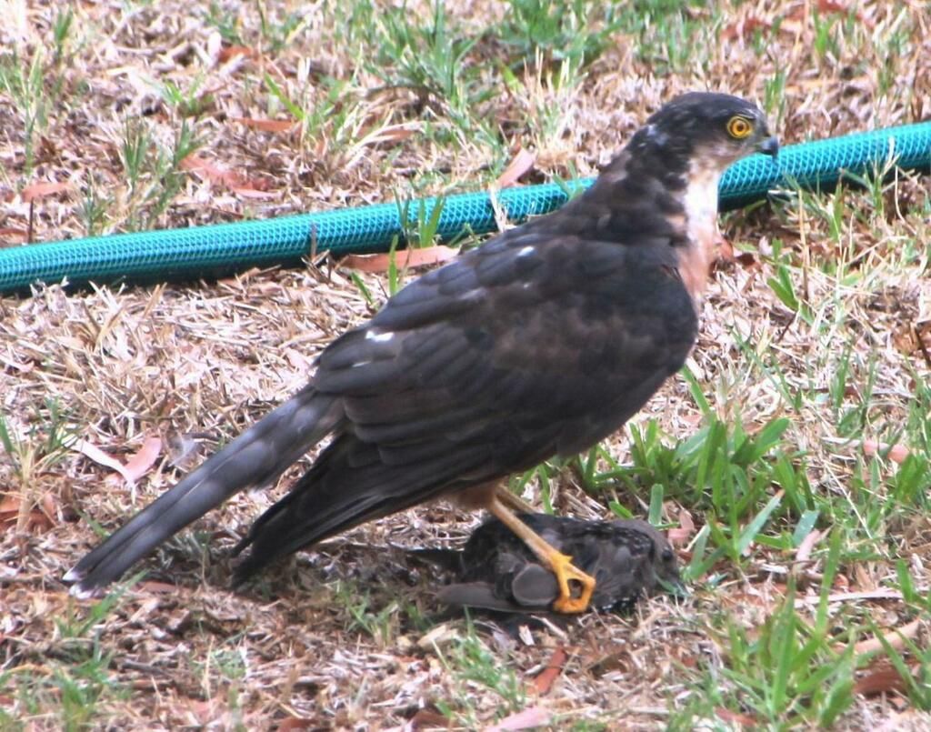 Rufous-breasted Sparrowhawk
