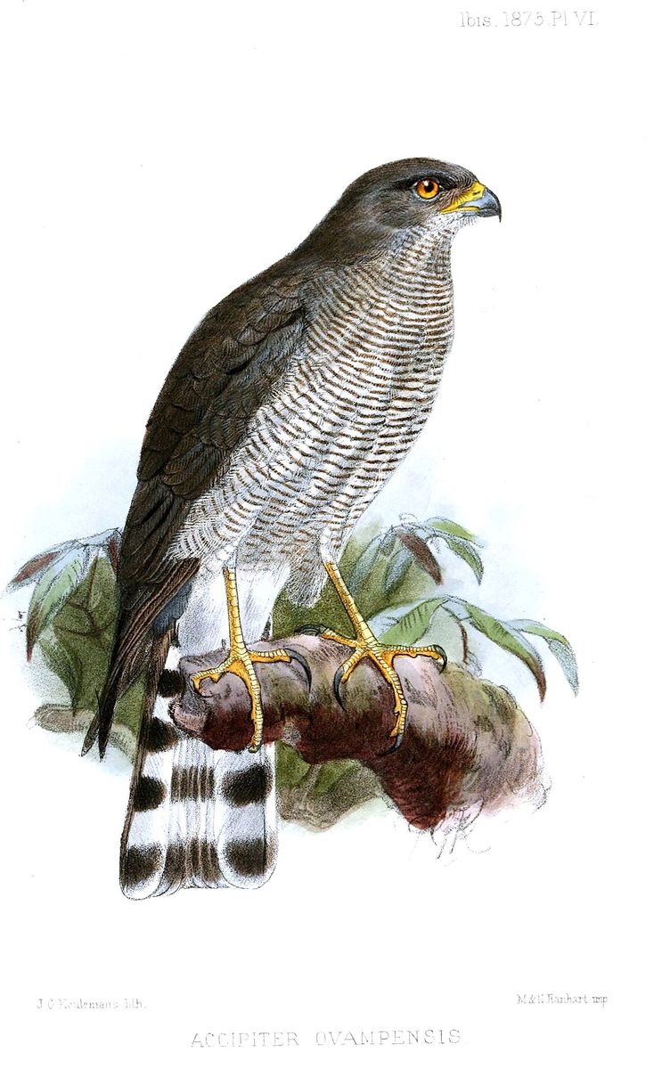 Ovambo Sparrowhawk