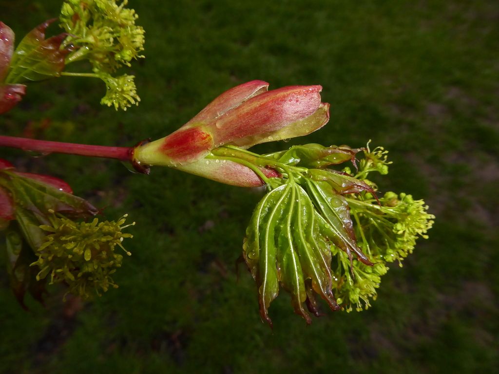 Cappadocian Maple