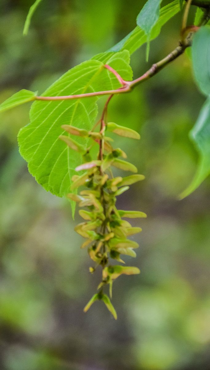 Snakebark Maple