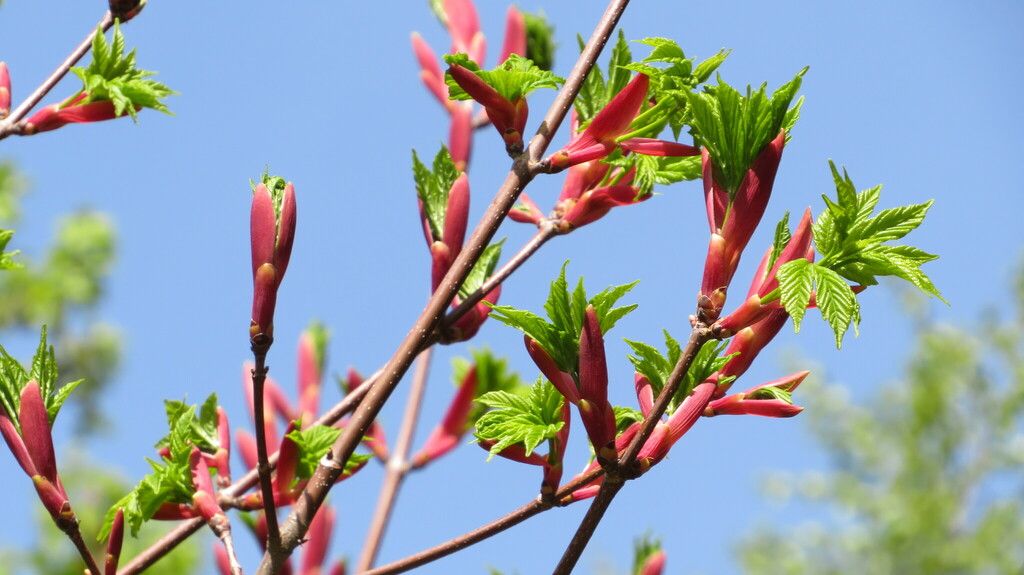 Heldrich's Maple