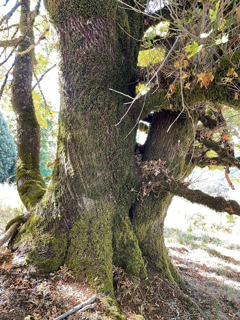 Oregon Maple