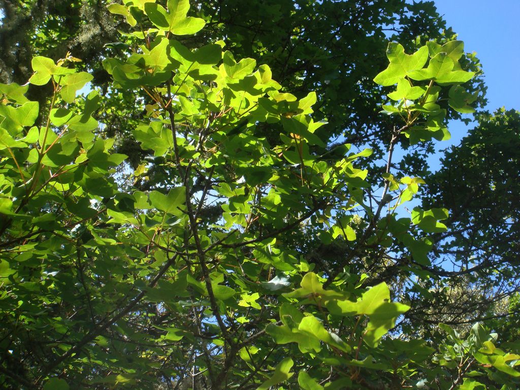 Montpellier Maple