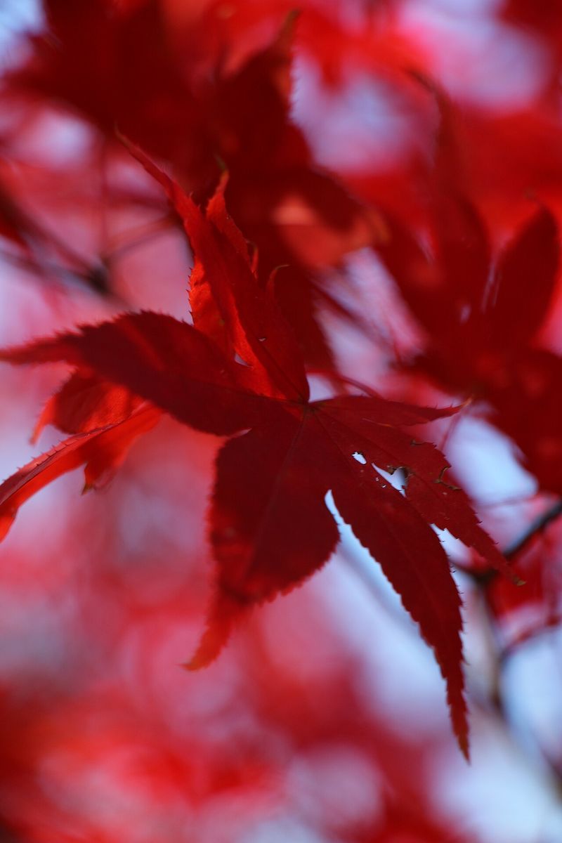 Downy Japanese-maple