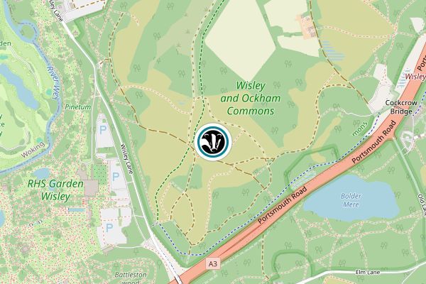 Wisley & Ockham Commons & Chatley Heath