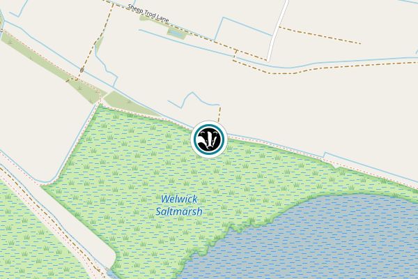Welwick Saltmarsh Nature Reserve